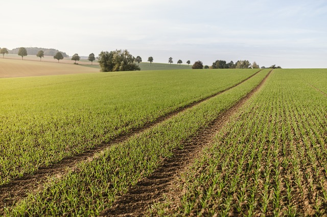 « Extensification » ou intensification, l’agriculture doit-elle choisir ?