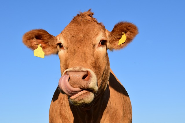 Suisse : une votation populaire  sur l’écornage des vaches