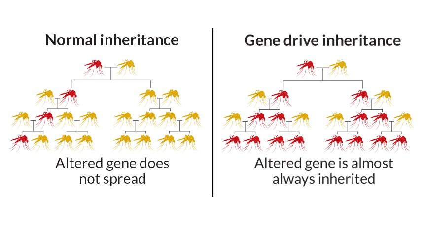 Le malaria vaincue par le génie génétique ?
