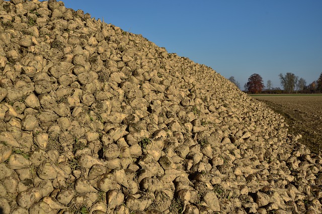 Le marché du sucre excédentaire en 2018/2019