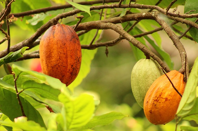 Les grands  industriels du cacao se mobilisent  contre la déforestation