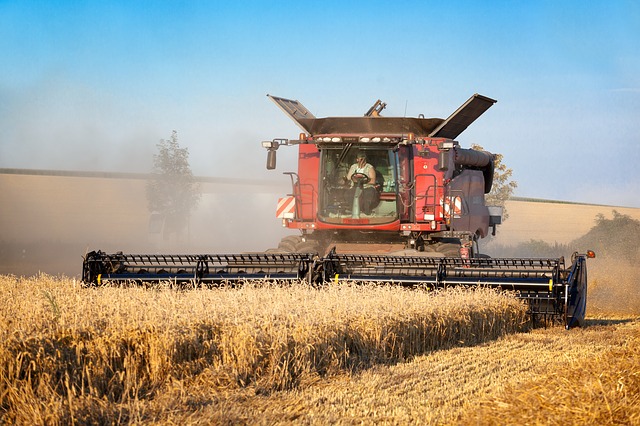 Dans un marché mondial du blé stable, la France fait bonne figure
