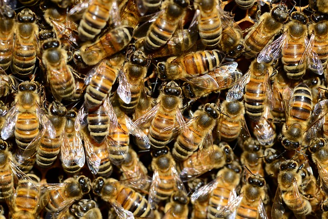 L’Afrique pourrait faire son miel du dépeuplement en abeilles de l’Europe et de l’Amérique