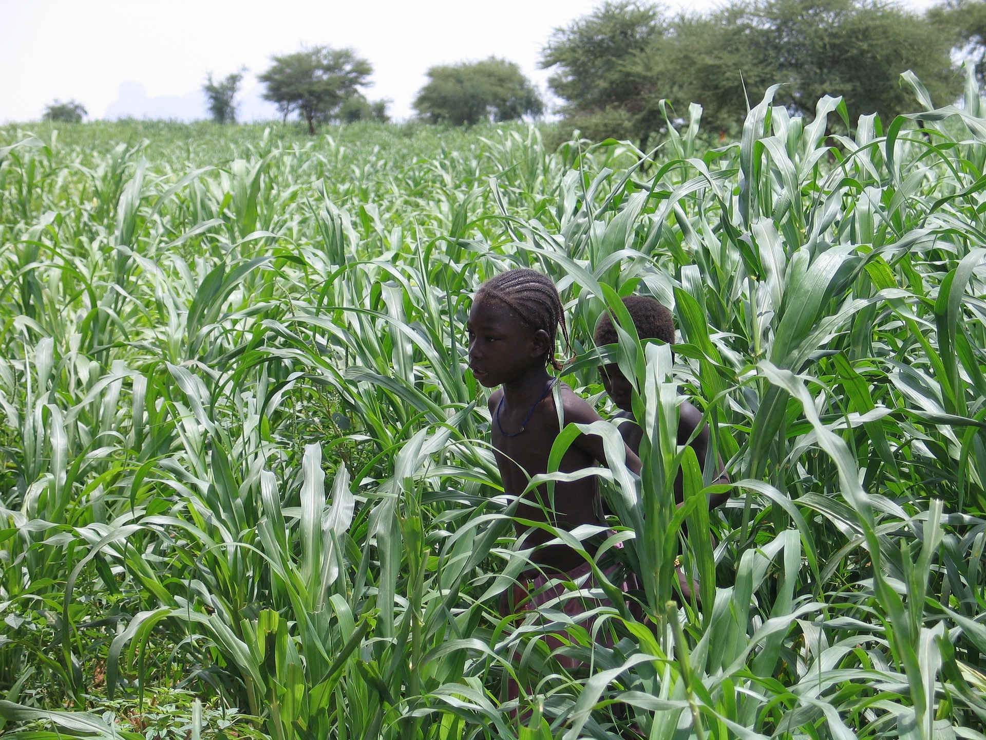 Nestlé et l’AGRA encouragent l’entreprenariat agricole en Afrique