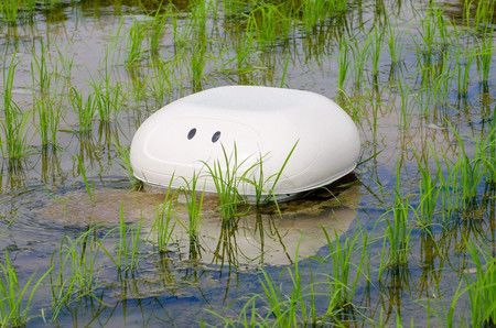 Japon : un canard robot pour lutter contre les mauvaises herbes dans les rizières