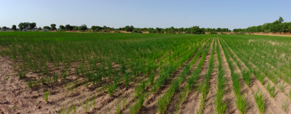Vers un renouveau de la riziculture pluviale au Sénégal