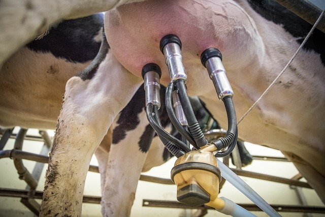 La production mondiale de lait atteindra un milliard de tonnes en 2030
