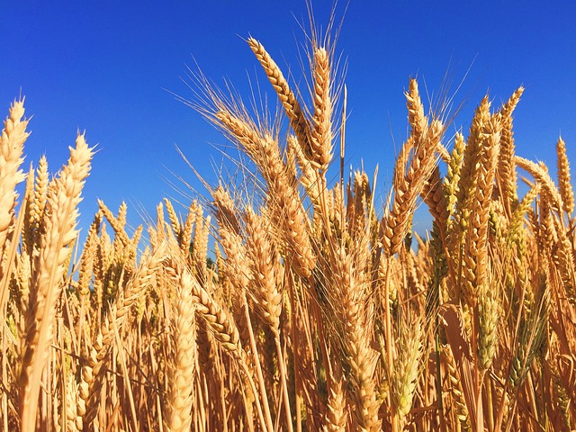 L’Afrique du Nord importera 27,2 Mt de blé durant la campagne 2019-2020