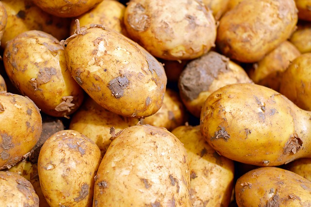 Les Suédois mettent au point une  pomme de terre amidonnière modifiée par mutagénèse