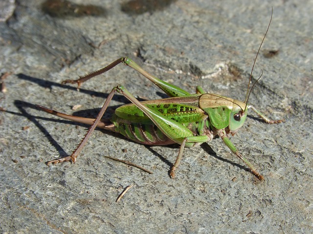 $138m needed to fight the outbreak of locusts in East Africa
