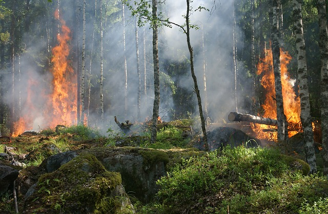 Les incendies australiens font bondir de 50% le cours de la viande de mouton