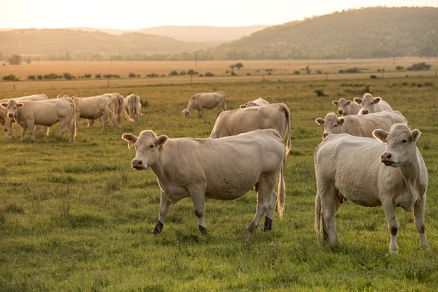La consommation de viande animale devrait chuter de moitié dans un proche avenir