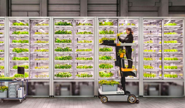 Le vertical farming fait son entrée dans les supermarchés et les restaurants