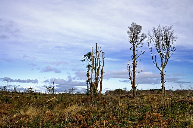 Les filières tropicales à l’épreuve de la lutte contre  la « déforestation importée »