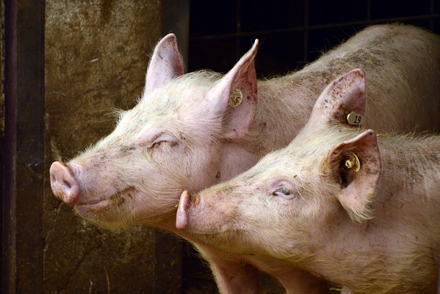 Peste porcine africaine : l’Europe tire son épingle du jeu