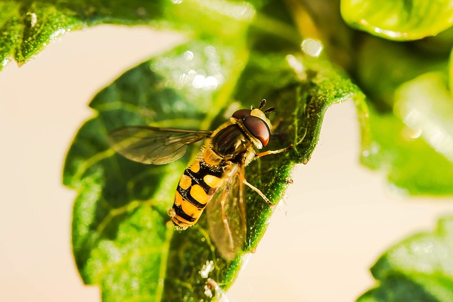 Insectes contre insectes