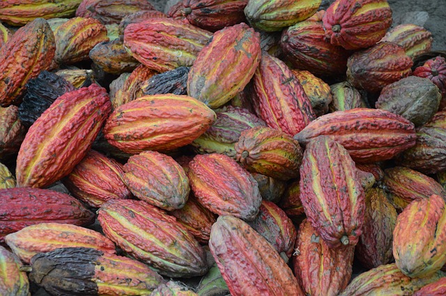 A tight market for cocoa in 2019/2020