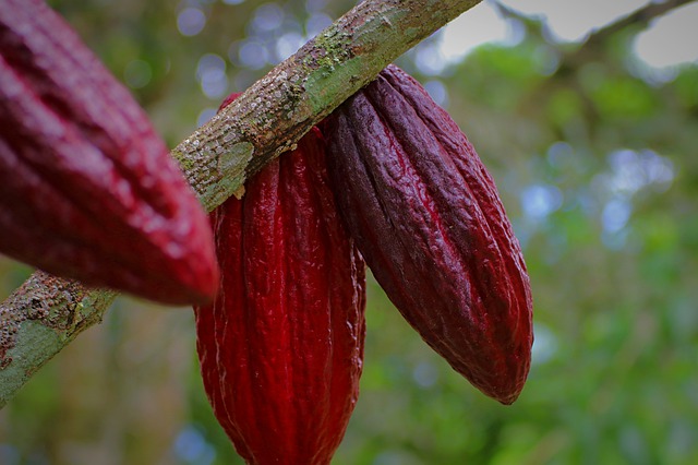 La culture du cacao rapporte $ 0,78 par jour aux fermiers africains !