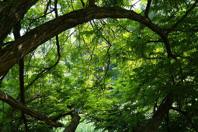 REDD+ : les bases ambigües du « paiement aux résultats » obtenu par le Gabon