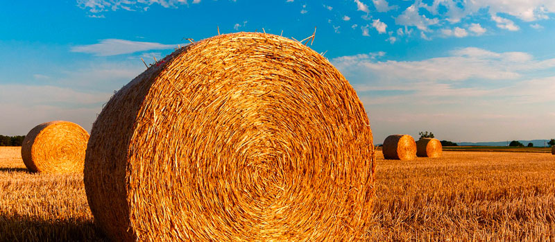 Agriculture 2050 : la quadrature du cercle