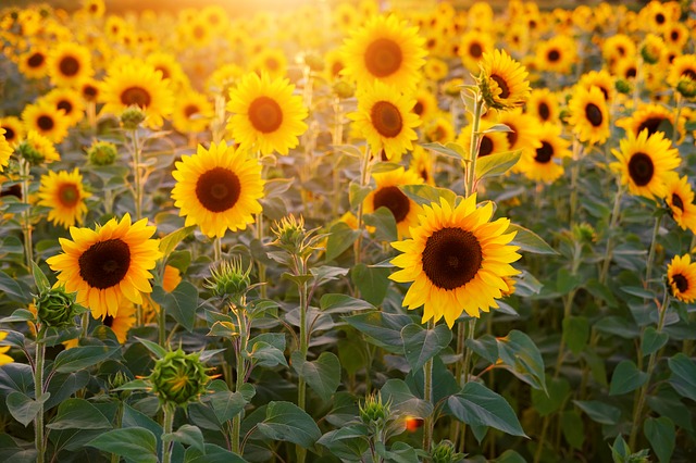 La biodiversité favorise les rendements des cultures