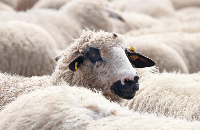 Allemagne : des exploitations bio XXL