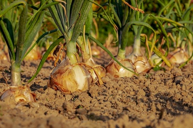 La pénurie d’ognons fait vaciller le gouvernement indien