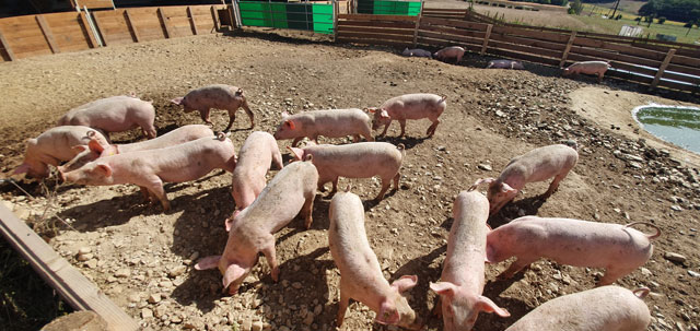 La peste porcine africaine déstabilise le commerce mondial de la viande