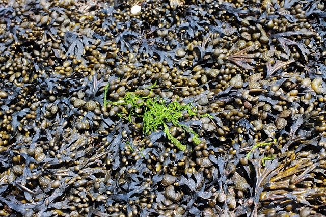 The fabulous future of micro-algae
