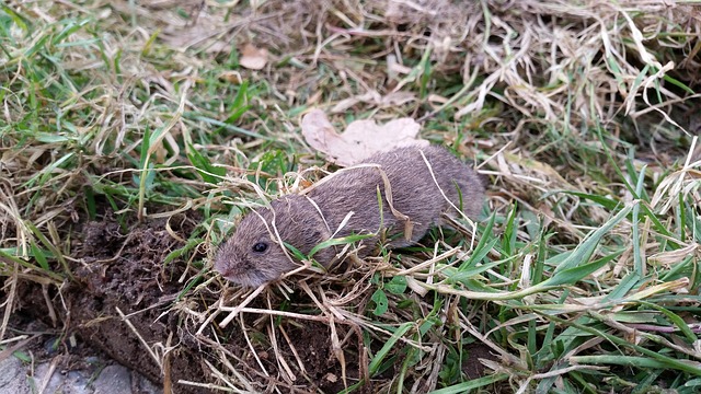 Real progress in the fight against increased vole numbers