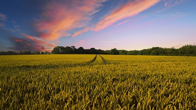 Le réchauffement climatique ne pénaliserait pas la production agricole