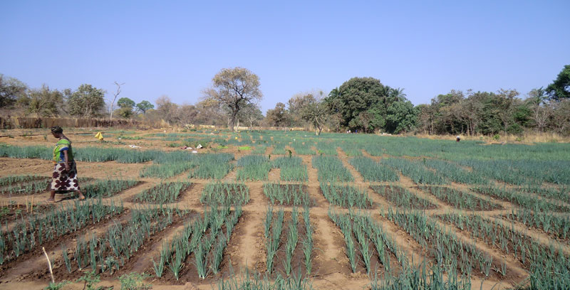 Des terres agricoles disponibles en Afrique subsaharienne ?