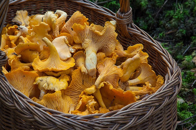 L’année du champignon