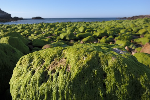 Microalgae, and not the Amazon, claimed to be the lungs of the Earth