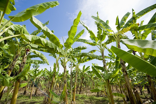 Les producteurs de banane africains font face au Covid-19
