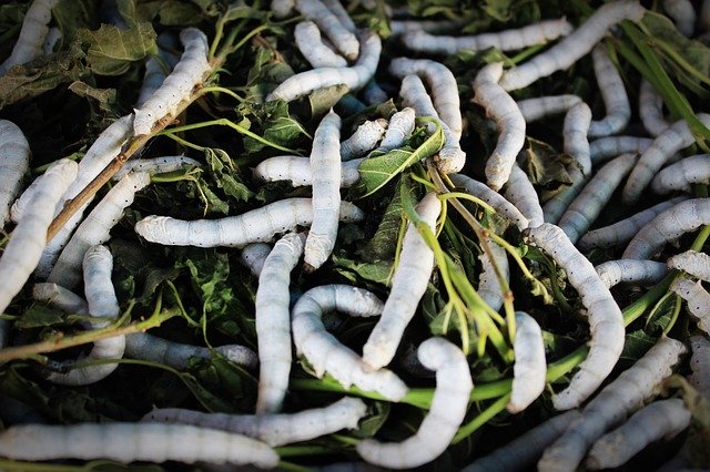 Des vers mâles stérilisés pour remplacer les pesticides