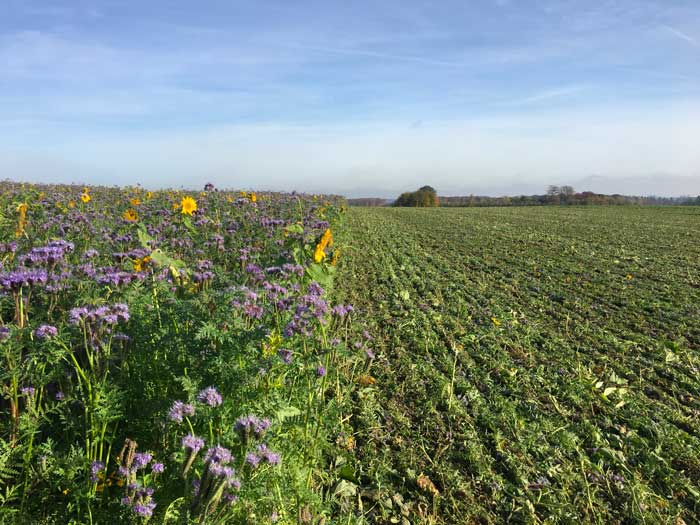 Regenerative agriculture is profitable