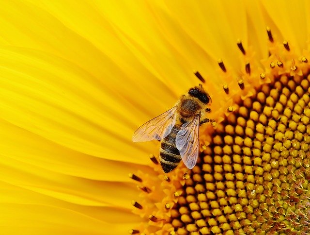 Le confinement menace la pollinisation des récoltes