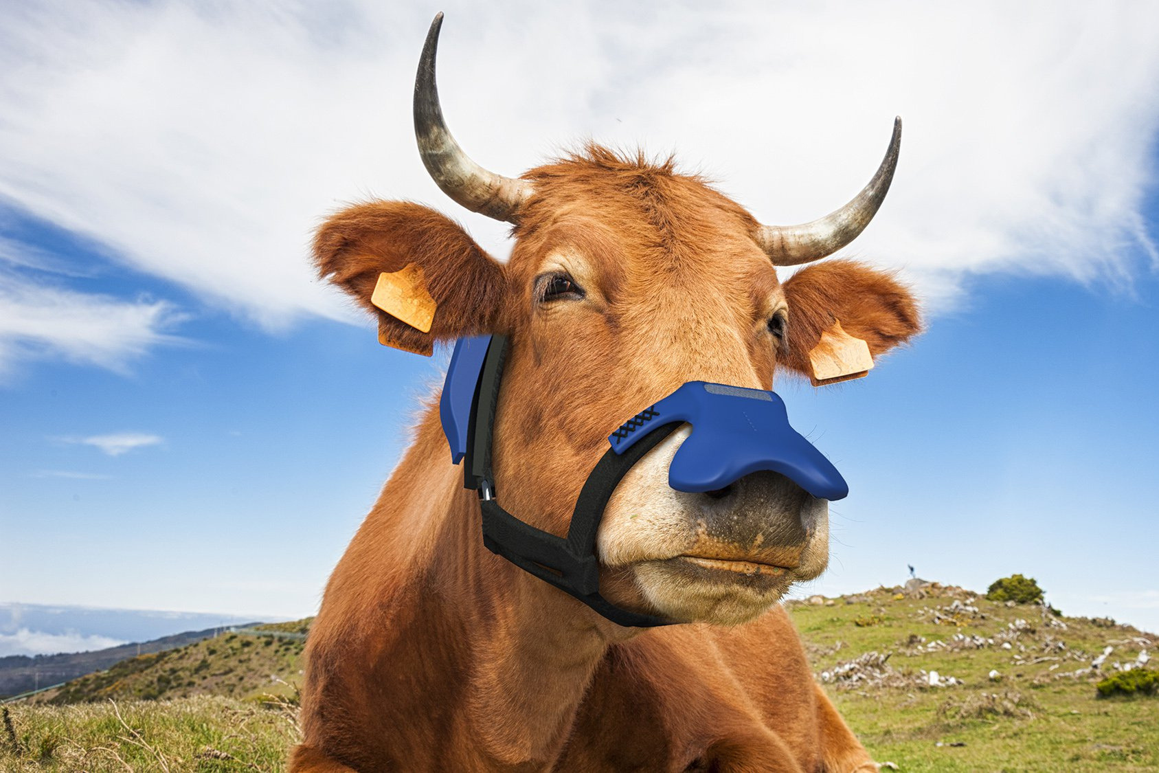 Masks: cows too