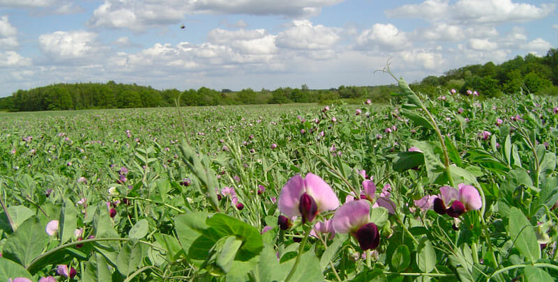 Agroécologie au cœur de la bio-économie
