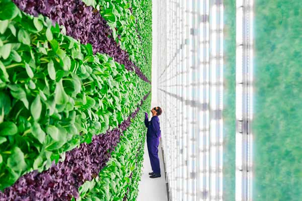 La peur du coronavirus profite à l’agriculture robotisée