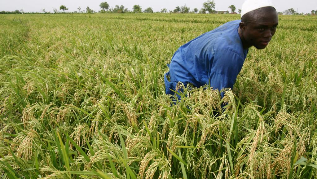 L’Afrique subsaharienne réduit ses importations de riz