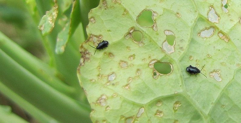 Des millions de coléoptères détruisent des forêts dans le monde entier