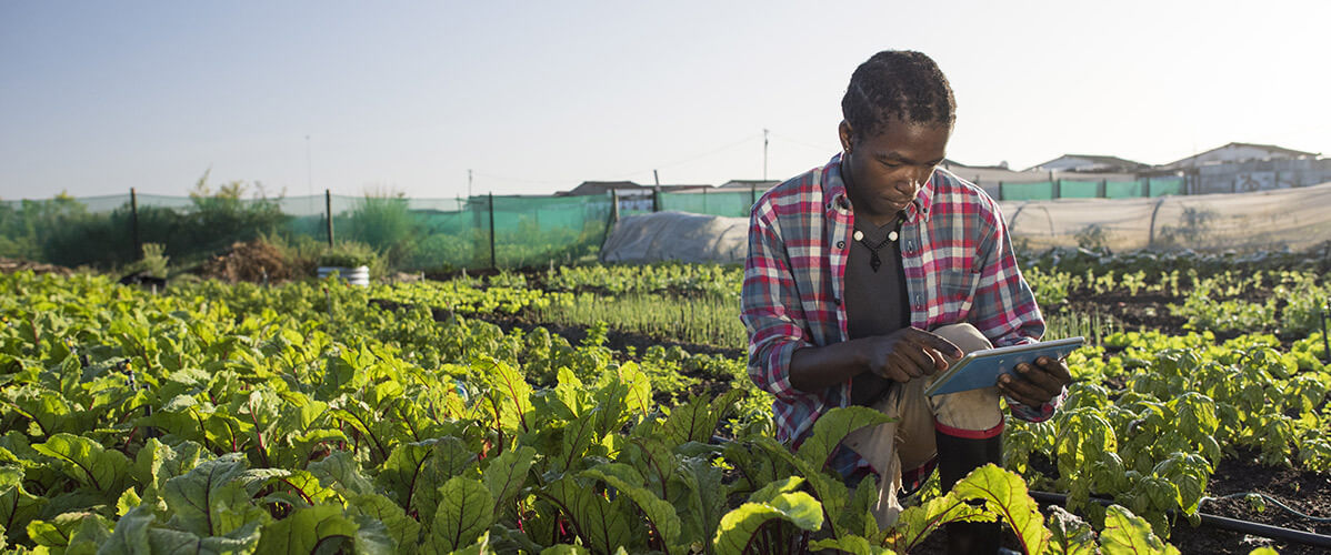 Coopération allemande au profit de l’agriculture numérique africaine