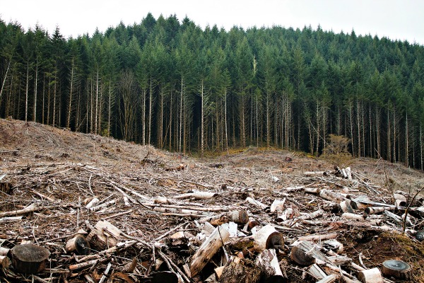 La crise du Covid accélère dangereusement la déforestation