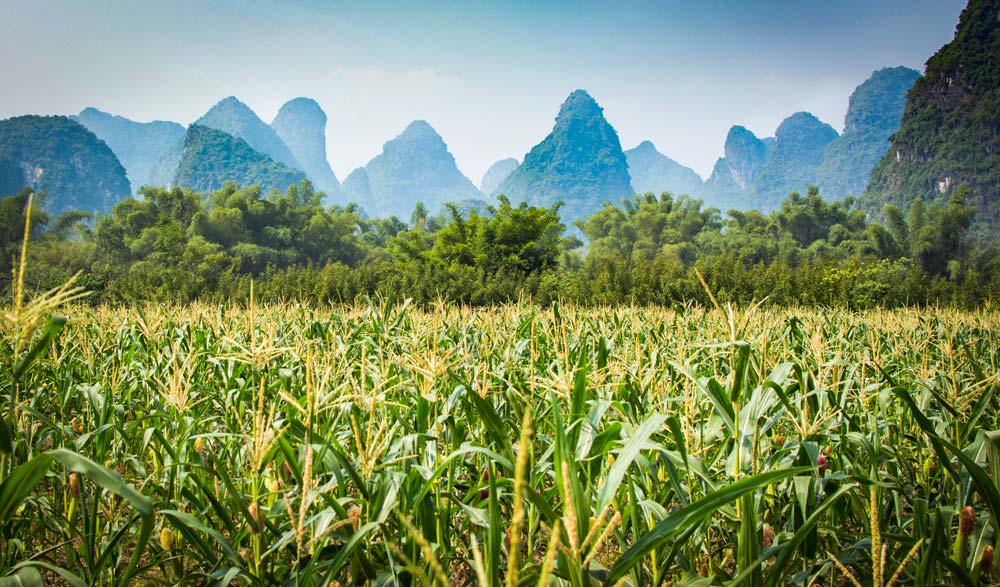 Fièvre du maïs en Chine
