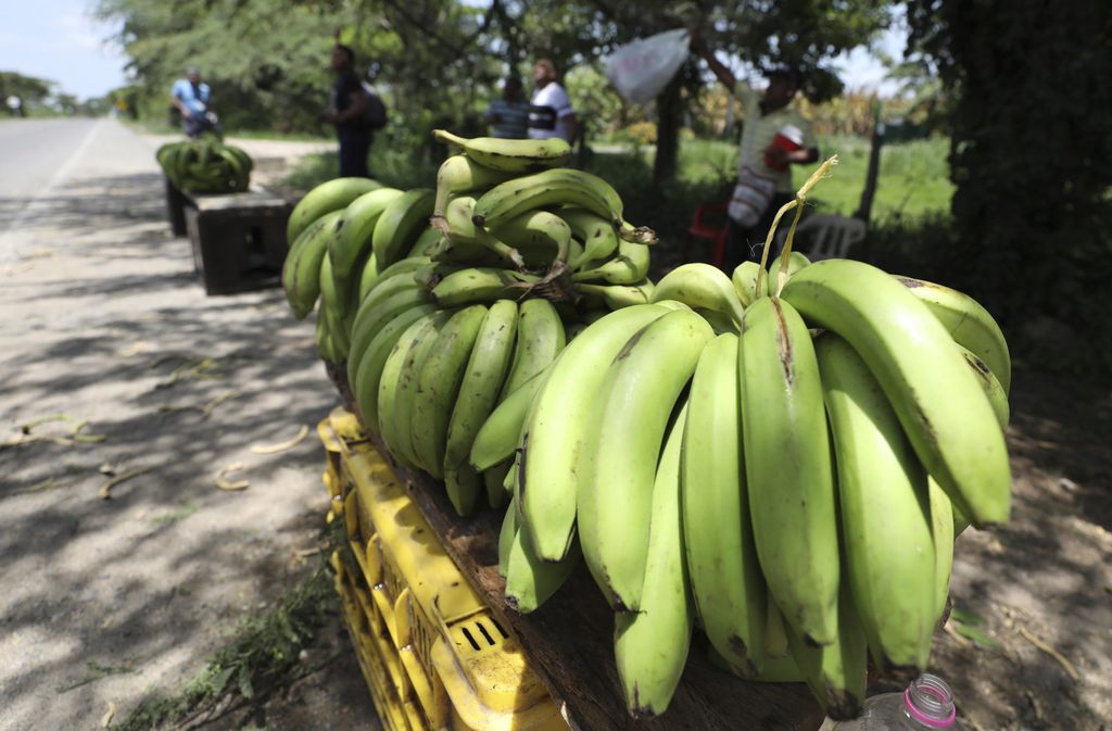 La banane condamnée à se réinventer