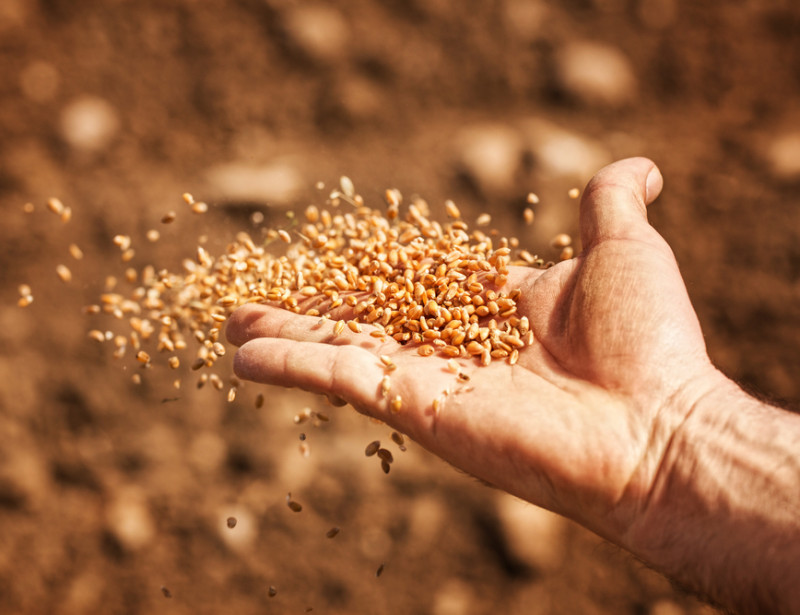 Syngenta investit $ 2 milliards dans l’agriculture durable