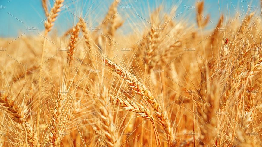 Turbulences sur le marché du blé