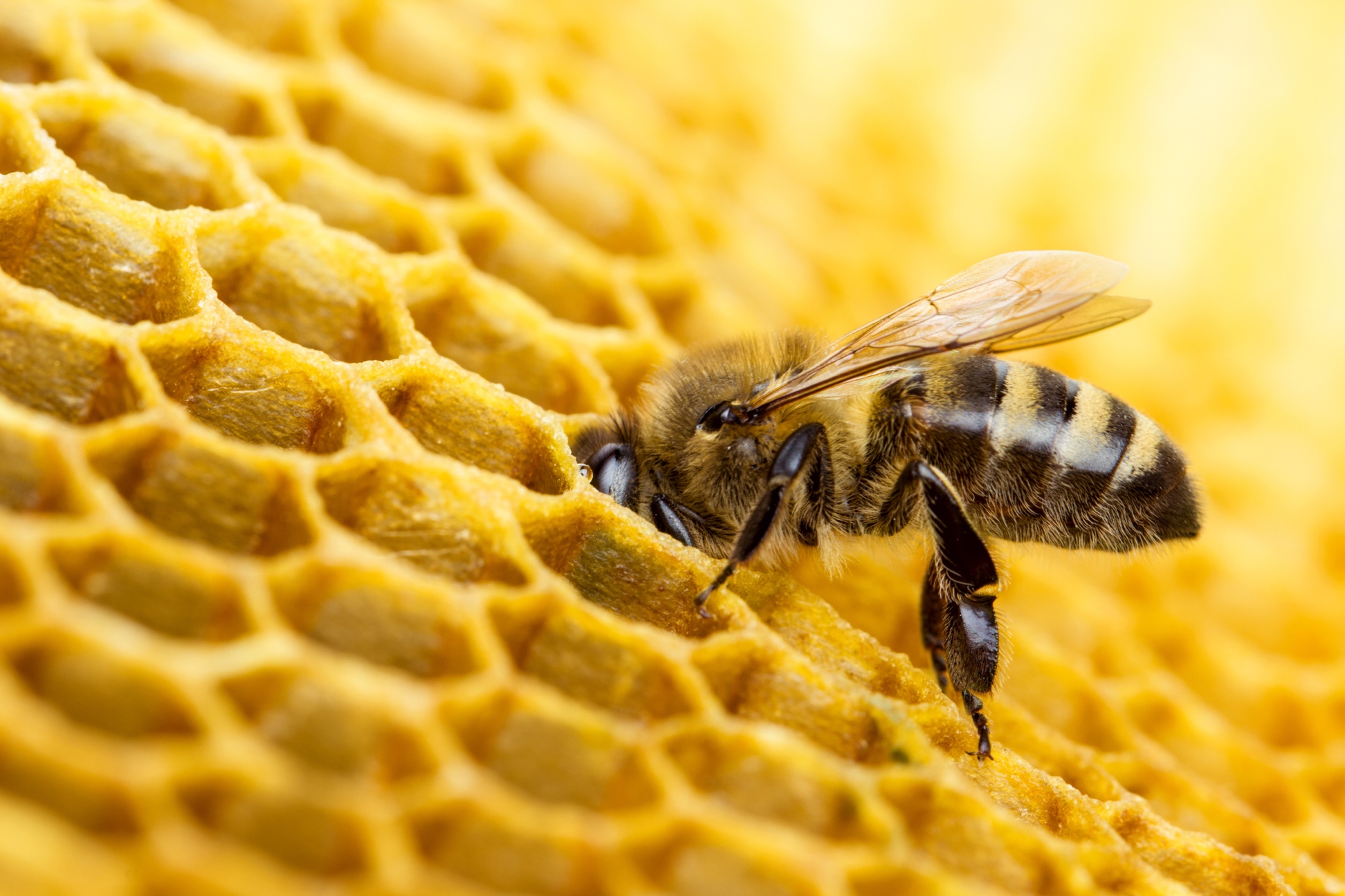 Les abeilles sauvées de l'extinction au Zimbabwe